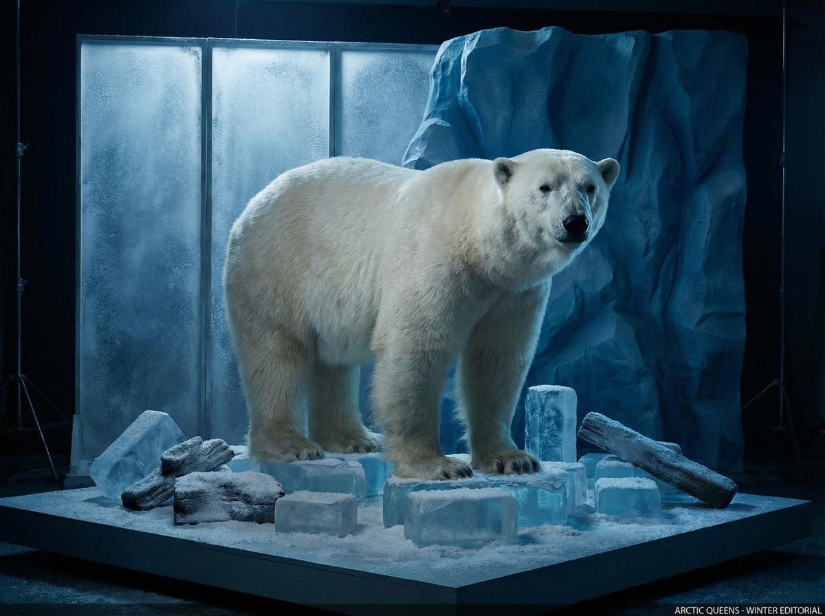 玩物社区北极熊写真视频